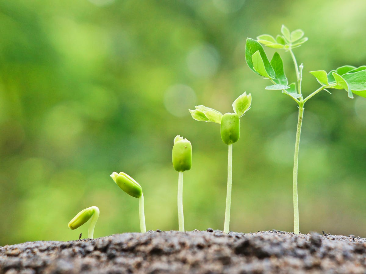 stade de croissance des plantes