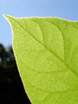 Green leaf close up