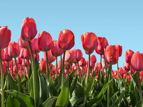 Go Blue Skies - Pink tulips and a clear blue sky