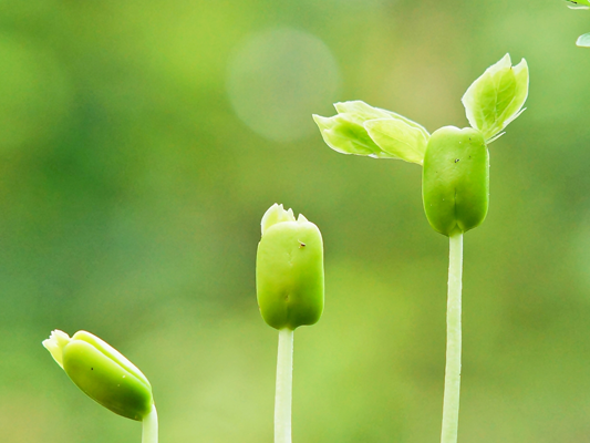 stages of plant growth